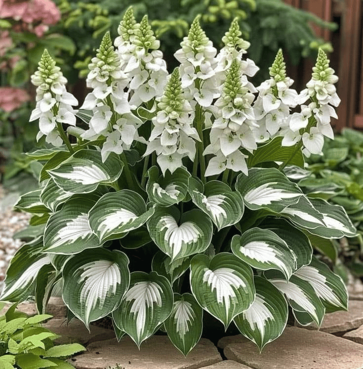 LAST DAY: BUY 3 GET 2 FREE🍃Rare Hosta Seeds🌿Survival rate of up to 95%