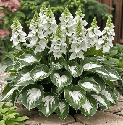 LAST DAY: BUY 3 GET 2 FREE🍃Rare Hosta Seeds🌿Survival rate of up to 95%