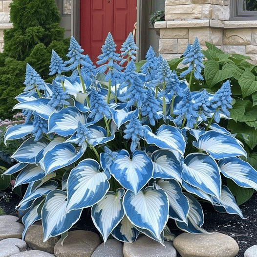 LAST DAY: BUY 3 GET 2 FREE🍃Rare Hosta Seeds🌿Survival rate of up to 95%
