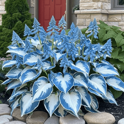 LAST DAY: BUY 3 GET 2 FREE🍃Rare Hosta Seeds🌿Survival rate of up to 95%