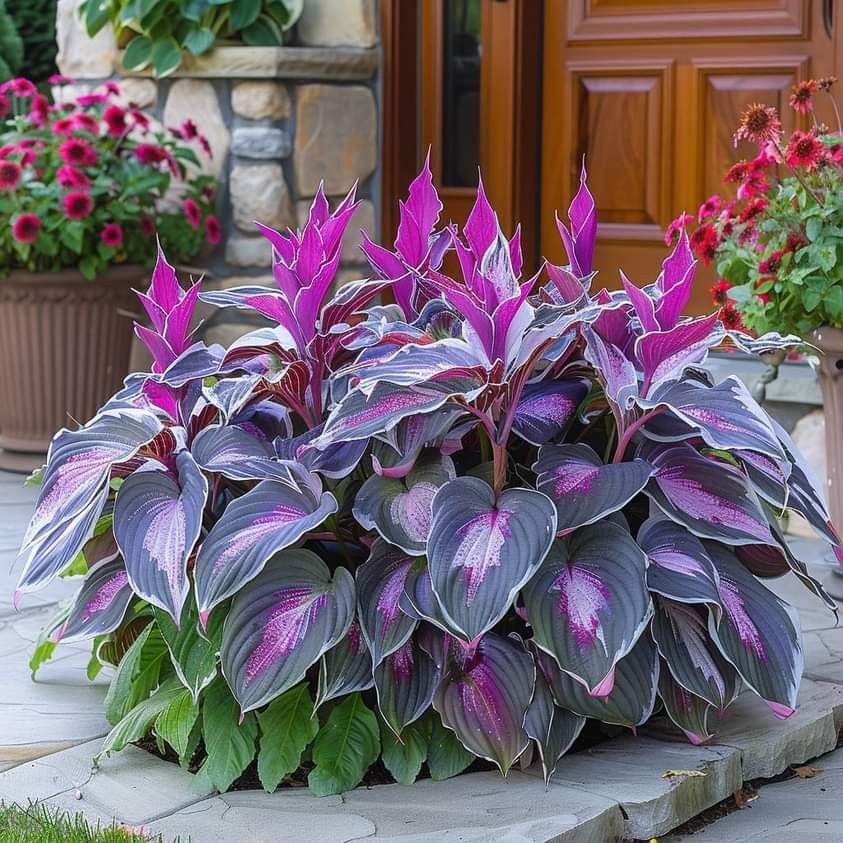LAST DAY: BUY 3 GET 2 FREE🍃Rare Hosta Seeds🌿Survival rate of up to 95%